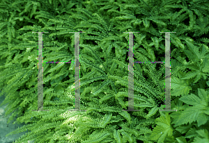 Picture of Adiantum pedatum 