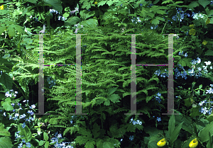 Picture of Adiantum pedatum 