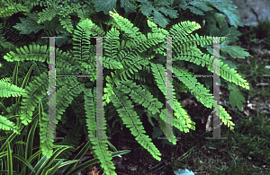 Picture of Adiantum pedatum 