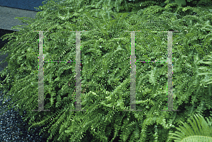 Picture of Adiantum pedatum 