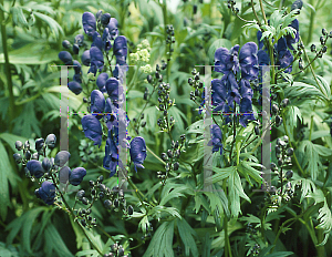 Picture of Aconitum x cammarum 'Bressingham Spire'