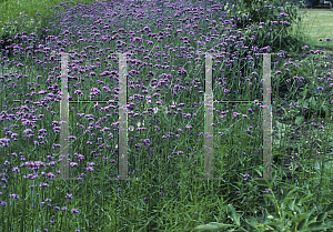 Picture of Verbena bonariensis 