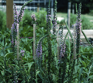 Picture of Veronica longifolia 