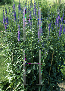 Picture of Veronica longifolia 