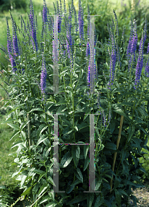 Picture of Veronica longifolia 