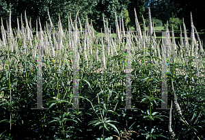 Picture of Veronicastrum virginicum 