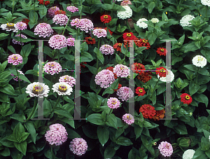 Picture of Zinnia elegans 'Oklahoma Mix'