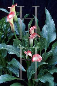 Picture of Zantedeschia  'Majestic Red'