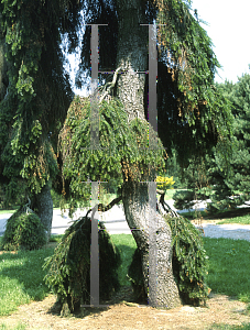 Picture of Abies alba 'Green Spiral'