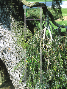 Picture of Abies alba 'Green Spiral'