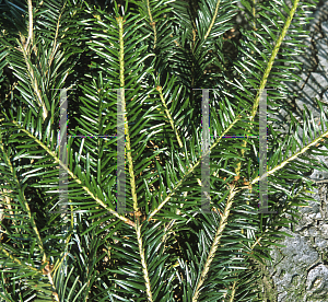 Picture of Abies alba 'Green Spiral'