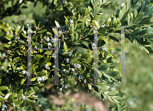 Picture of Buxus  'Green Gem'