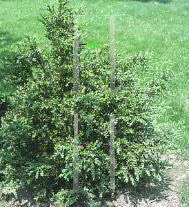 Picture of Buxus  'Green Gem'