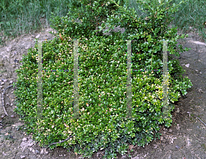 Picture of Buxus microphylla var. japonica 'Morris Midget'