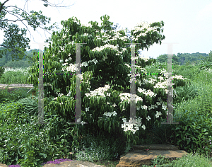 Picture of Cornus kousa 'Square Dance'