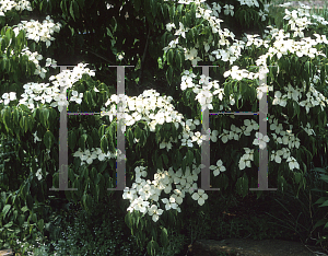 Picture of Cornus kousa 'Square Dance'