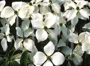 Picture of Cornus kousa 'Square Dance'