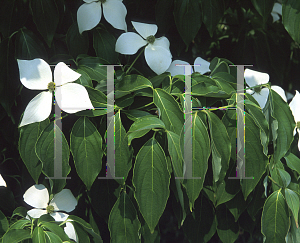 Picture of Cornus kousa 'Square Dance'