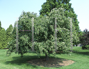 Picture of Malus  'Centennial'