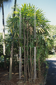 Picture of Rhapis excelsa 