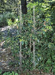 Picture of Illicium henryi 