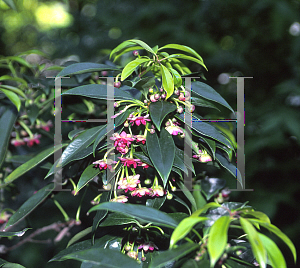 Picture of Illicium henryi 