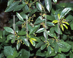 Picture of Illicium henryi 