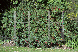 Picture of Cestrum elegans 