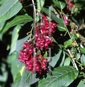 Picture of Cestrum elegans 