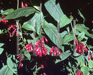 Picture of Cestrum elegans 