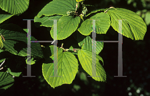 Picture of Corylopsis sinensis var. calvescens 