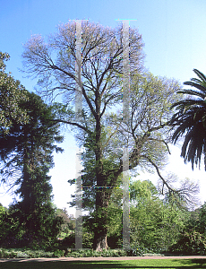 Picture of Ulmus procera 