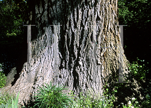 Picture of Ulmus procera 