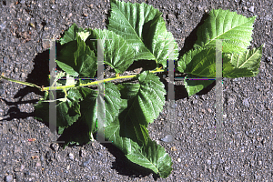 Picture of Ulmus procera 