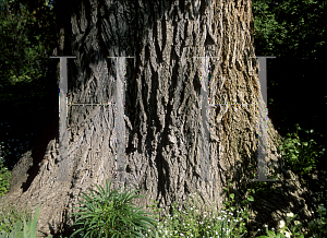 Picture of Ulmus procera 