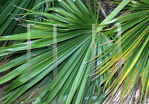 Picture of Brahea edulis 