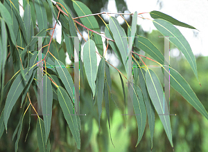 Picture of Corymbia watsoniana 