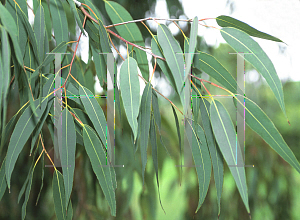 Picture of Corymbia watsoniana 
