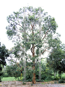 Picture of Corymbia watsoniana 