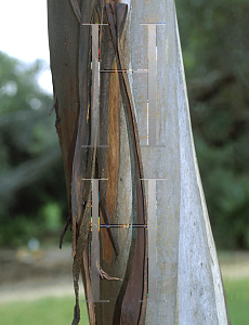 Picture of Eucalyptus woodwardii 