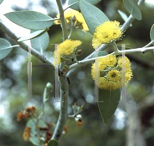 Picture of Eucalyptus socialis 