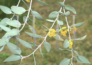 Picture of Eucalyptus socialis 