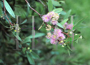 Picture of Eucalyptus lansdowneana ssp. albopurpurea 