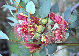 Picture of Eucalyptus pyriformis 