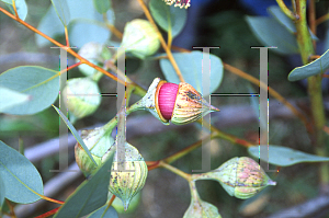 Picture of Eucalyptus pyriformis 
