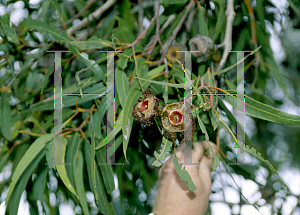 Picture of Eucalyptus erythrocorys 