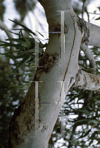 Picture of Eucalyptus erythrocorys 