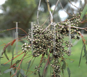 Picture of Eucalyptus pumila 