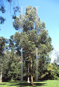 Picture of Eucalyptus globulus ssp. globulus 