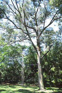 Picture of Eucalyptus acmenoides 
